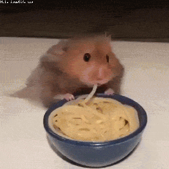 hamster-eating-spaghetti